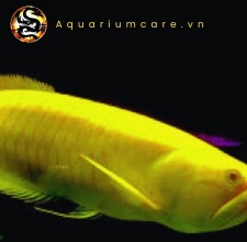 Cá Rồng Ngân Long Albino (Plakatinum Arowana)