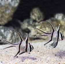 Cá Sơn Banggai  Kaudern’s Cardinal Fish