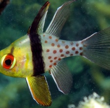 Cá Sơn Mắt Đỏ Redeye Cardinal Fish