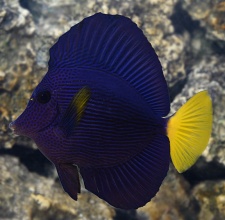 Cá Tang Tím – Purple Tang