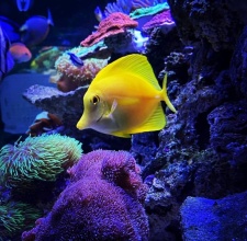 Cá Tang Vàng Yellow Tang