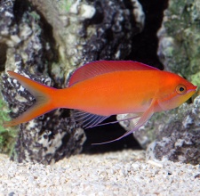 Cá Thia Hồng – Anthias