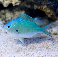 Cá Thia Lá Mạ  Blue Green Chromis