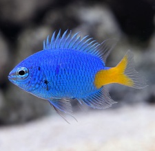 Cá Thia Xanh Đuôi Vàng Yellowtail Blue Damselfish