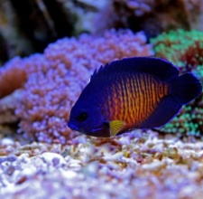 Cá Thiên Thần Sim TÍM - CORAL BEAUTY ANGELFISH