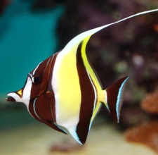 Cá Thù Lù Moorish Idol