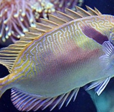 Cá Tu Hú Sọc - Two Barred Rabbitfish 