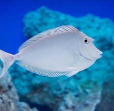 Cá Unicon Tang – Bluespine Unicorn Tang