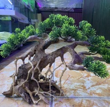 Cây Bonsai Dáng Ngã Trang Trí Hồ Cá