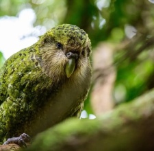 CHIM VẸT KAKAPO