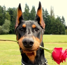 Chó Cảnh Doberman