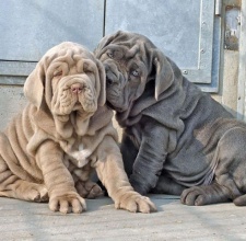 Chó Khổng Lồ Neapolitan Mastiff