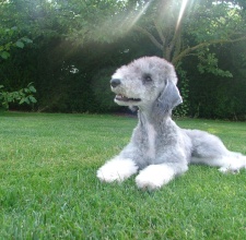   Chó Sục Bedlington