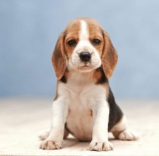 Giống chó cảnh Beagle