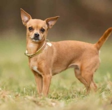 Giống Chó Cảnh Chihuahua