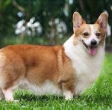 Giống Chó Cảnh Corgi