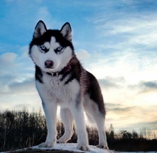 Giống Chó Cảnh Husky