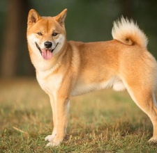 Giống Chó Shiba