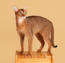 Giống mèo Abyssinian 