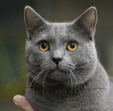 Giống mèo Chartreux