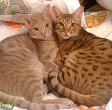 Giống mèo Ocicat