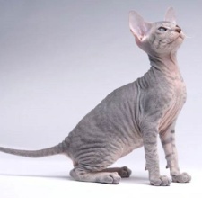 Giống Mèo Peterbald