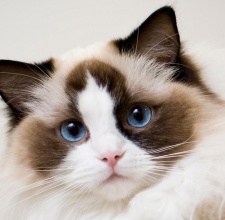 Giống Mèo Ragdoll