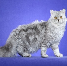 Giống Mèo Selkirk Rex