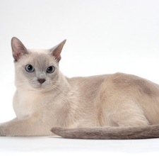 Giống Mèo Tonkinese