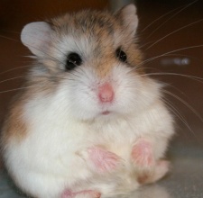 Hamster Robo