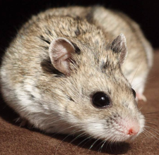 Hamster Trung Quốc (Chinese Hamster)