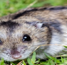 Hamster Winter White