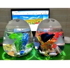 Hồ Cá Betta Mini Cute Betta Tank - Hình Quả Trứng