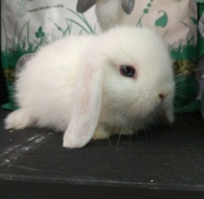 Holland Lop (Thỏ tai cụp Hà Lan)