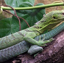 Kỳ Đà Cây Tree Monitor