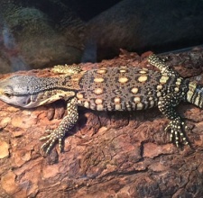 Kỳ Đà Cổ Đen Black Throat Monitor