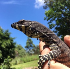 Kỳ Đà Lace Monitor