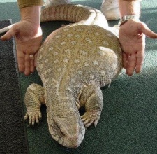 Kỳ Đà Savannah Monitor