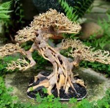 Lũa Bonsai Thủy Sinh