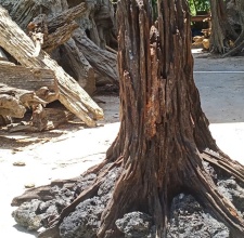 Lũa Nhất Trụ Trong Nghệ Thuật Bonsai