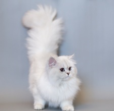  Mèo Anh Lông Dài (British Longhair)