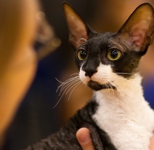 Mèo Cornish Rex