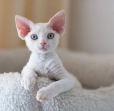 Mèo Devon Rex