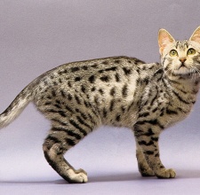 Mèo Egyptian Mau