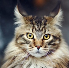 Mèo Maine Coon