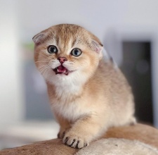 Mèo Scottish Fold