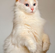 Mèo Turkish Van