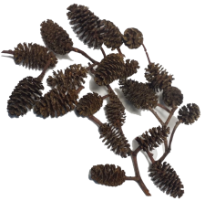 Quả Thông Alder Cones giúp tép giảm stress