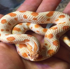 Rắn Mũi Hếch – Hognose Snake