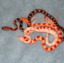 Rắn Ngô – Corn Snake